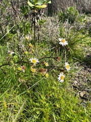 Symphyotrichum chilense
