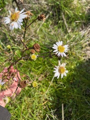 Symphyotrichum chilense