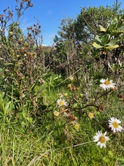 Symphyotrichum chilense
