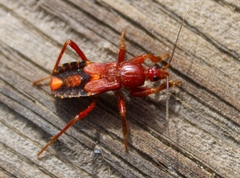Rasahus thoracicus