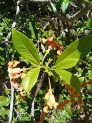 Image of Strophanthus boivinii