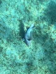 Pseudobalistes flavimarginatus