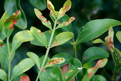 Flindersia australis