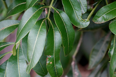 Flindersia australis