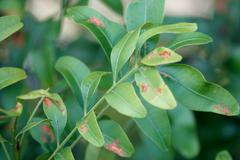 Flindersia australis