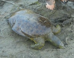 Apalone spinifera spinifera