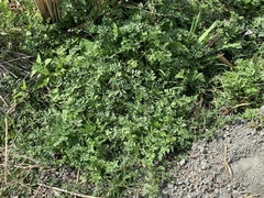 Cnidium monnieri formosanum