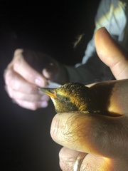 Coturnicops noveboracensis