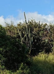 Cereus hildmannianus
