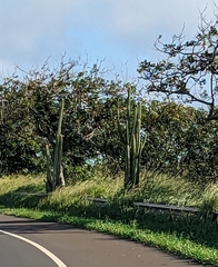 Cereus hildmannianus
