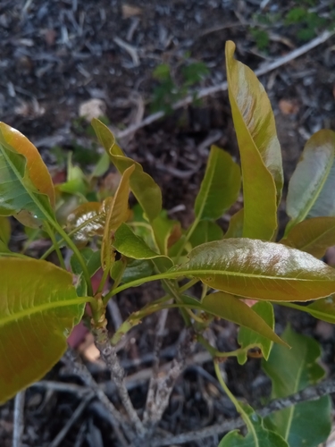 Capurodendron greveanum image