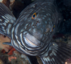 Aplodactylus westralis