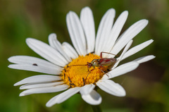 Calocoris roseomaculatus