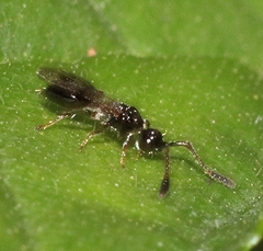 Diapriinae