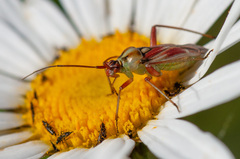 Calocoris roseomaculatus
