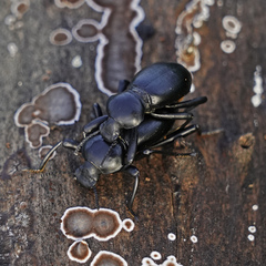 Coelocnemis dilaticollis