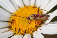 Calocoris roseomaculatus