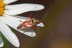 Calocoris roseomaculatus