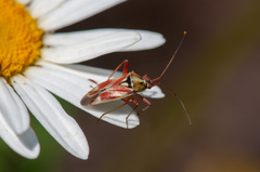 Calocoris roseomaculatus