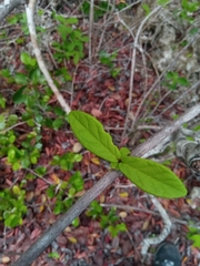 Combretum macrocalyx image