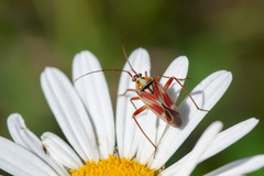 Calocoris roseomaculatus