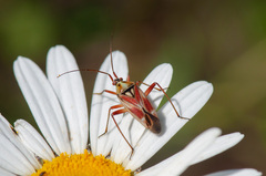 Calocoris roseomaculatus