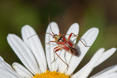 Calocoris roseomaculatus