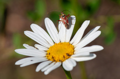 Calocoris roseomaculatus