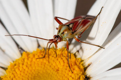 Calocoris roseomaculatus
