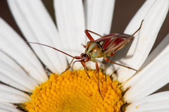 Calocoris roseomaculatus