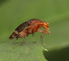 Depressa striatipennis