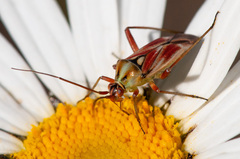 Calocoris roseomaculatus