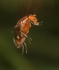 Depressa striatipennis