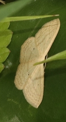 Scopula perlata