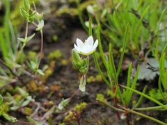 Sabulina californica