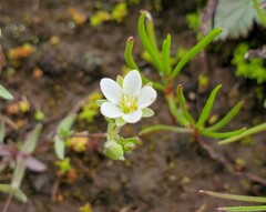 Sabulina californica