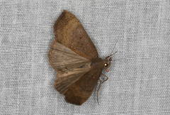 Rhapsa suscitatalis