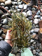 Zostera