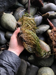 Zostera