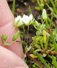 Sabulina californica