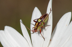 Calocoris roseomaculatus