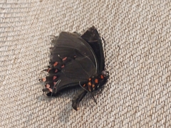 Heraclides rogeri pharnaces