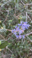 Ceanothus oliganthus