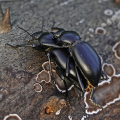 Coelocnemis dilaticollis