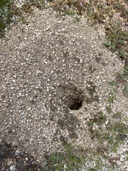 Endiodioctes