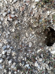 Endiodioctes