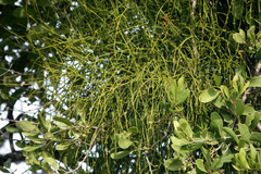 Viscum articulatum