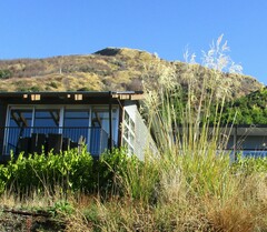 Austroderia richardii