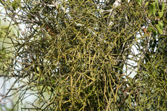 Viscum articulatum