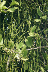Viscum articulatum